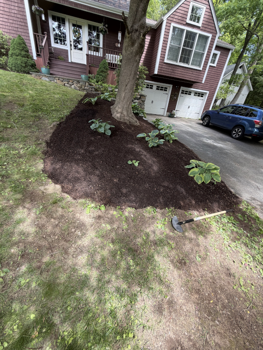Fresh dark mulch and new plantings around tree base