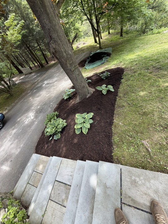 Sloped garden bed with fresh mulch and hostas